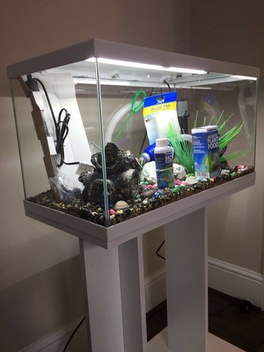 Brand new fish tank - fish,