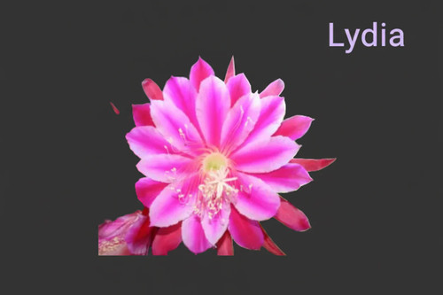 Epiphyllum hybrid selection - hybrid(s),
