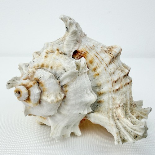 Ramose murex chicoreus - ramose, (chicoreus
