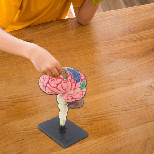 Brain model disassembled - brain,