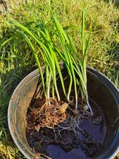 10x Three-Cornered Garlic Plants/Organic Wild Garlic leek