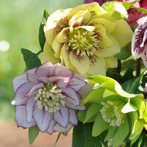 Hellebore breeder s mix - 'breeder's, mix'
