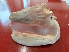 Large Pink Queen Conch Shell