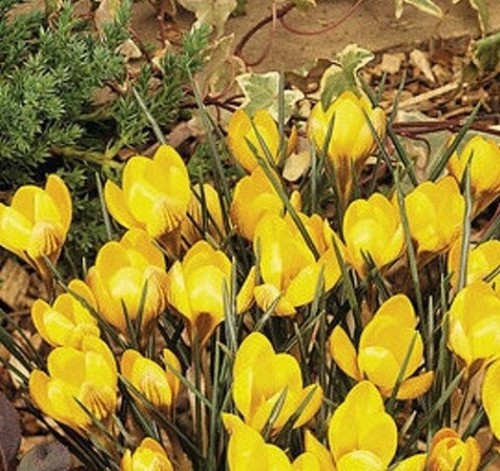 12large flowering dorothy - flowering,