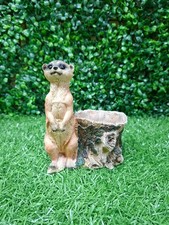 Meerkat succulent planter 14cm