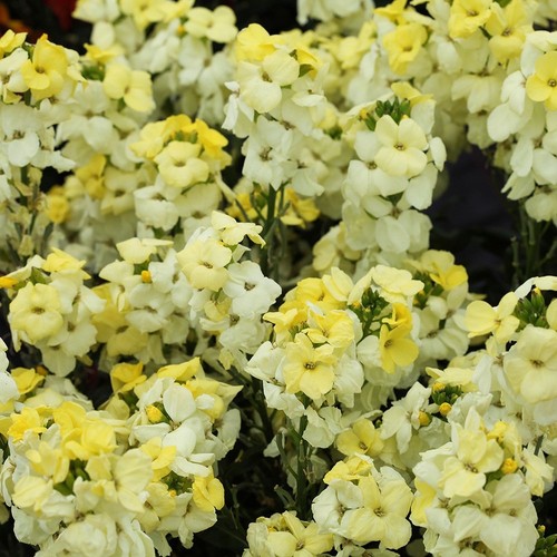Sugar rush primrose - 2x,