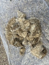 Sheep Fleece Raw - Blue Faced