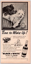 1950~Black & White Scotch