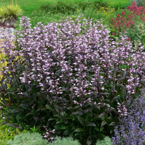 Penstemon dark towers purple - towers,