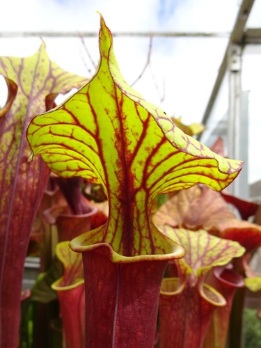 Sarracenia flava rubricorpa - sarracenia, v.