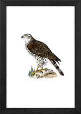 Vintage Goshawk Bird Framed