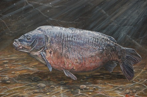 Britain legendary carp - britain's,