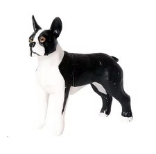 Boston Terrier Dog Animal