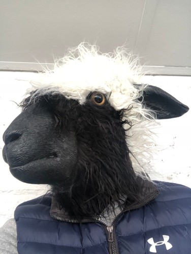 Woolly sheep head - woolly,