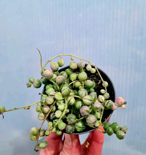 Senecio rowleyanus variegated - senecio,