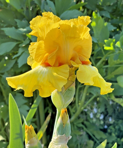 Bearded iris germanica miami - bearded,