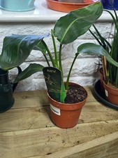 Strelitzia Reginae Bird Of Paradise 12cm Pot Houseplant