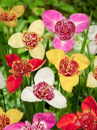 10x tigridia pavonia mixed - 10x,