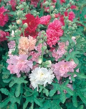 HOLLYHOCK MAJORETTE MIXED 250