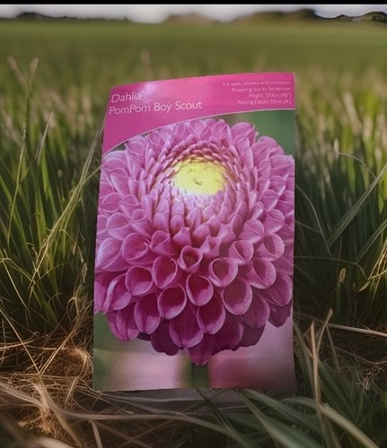 Lily pink pom boy - pom,