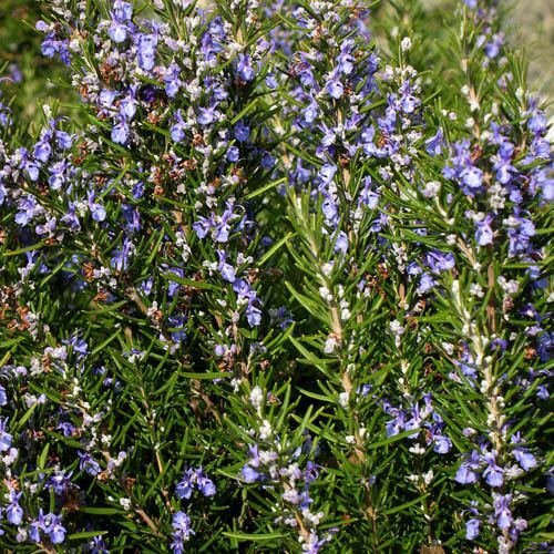 Rosemary seeds heirloom - rosemary, |