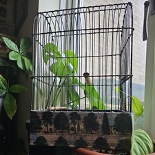 VINTAGE SMALL WIRE FRAME SONG BIRD SHOW CARRY CAGE. WOODEN BASE. PROP DISPLAY