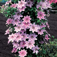 Clematis 'Nelly Moser in 1 ltr pot Pink & white flowers. FREE DELIVERY