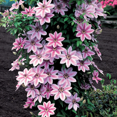 Clematis nelly moser 9cm - clematis,