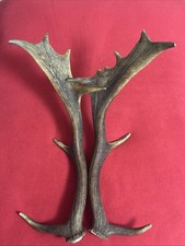 PAIR OF FALLOW DEER ANTLER
