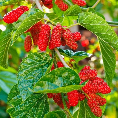 Red mulberry fruit tree - mulberry,