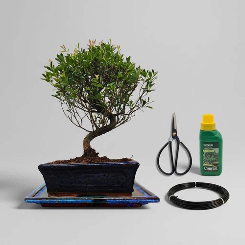Brush cherry bonsai tree - cherry, in