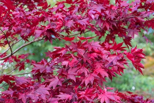 Japanese red leaf - japanese, tree