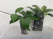 Hoya carnosa, Healthy and well rooted same as picture, Dispatch from UK, 1 plant