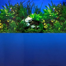 Aquarium Background