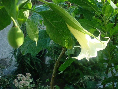Brugmansia arborea white - arborea,