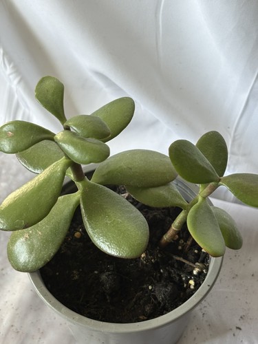 Jade money plants - jade,