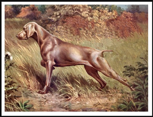 Weimaraner lovely dog art - dog,