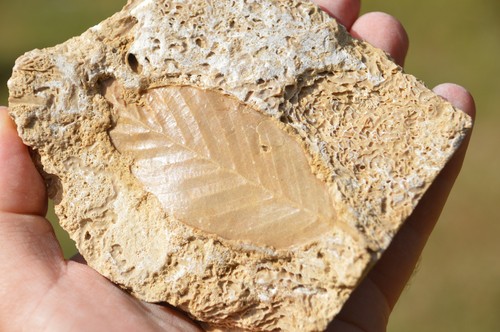 Amazing rare fossil - amazing,