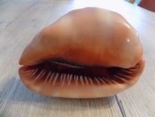 Shell: NEW CASSIDAE CYPRAEACASSIS RUFA XL 165 X 130mm MADAGASCAR
