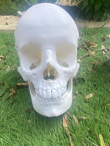 Life size human skull - life,