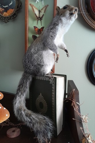 Large taxidermy grey - taxidermy, squirrel