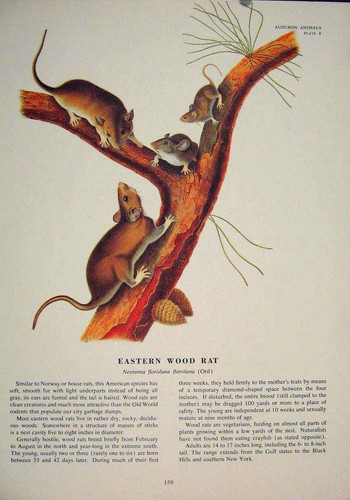 Original old antique - original, print