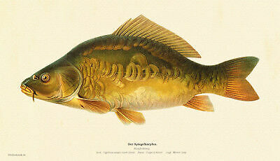 Mirror carp cyprinus carpio - mirror,