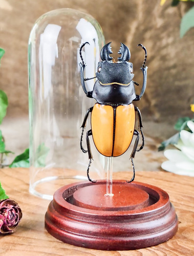 Yellow stag beetle - yellow,