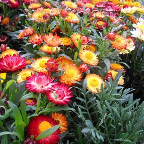Mixed dwarf strawflower - 50,