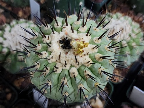 Copiapoa cinerea var columna - copiapoa,