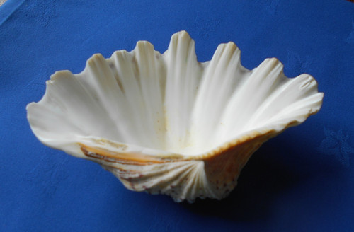 Vintage clam shell dish - clam,