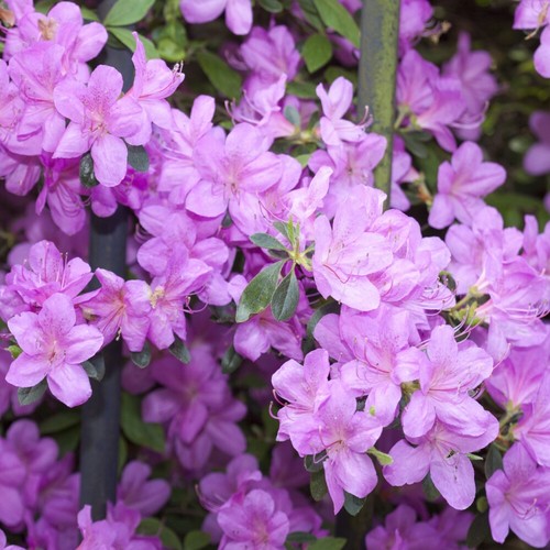 Azalea plant dwarf lilac hardy - azalea,