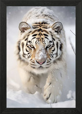 White Tiger Cub Framed Wall