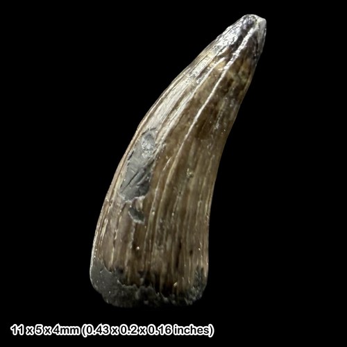 Teleosaurus crocodile tooth - crocodile,